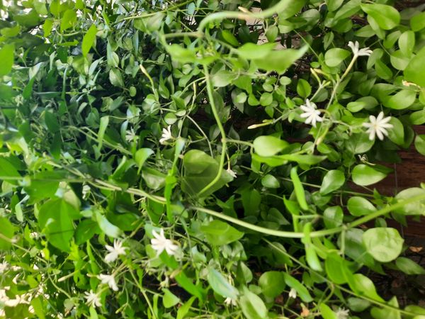 Identificação da planta Jasmim brasileiro por foto