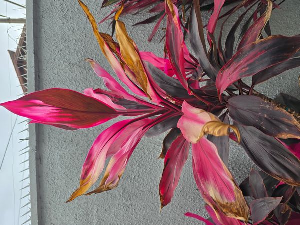 Identificação da planta Dracena por foto
