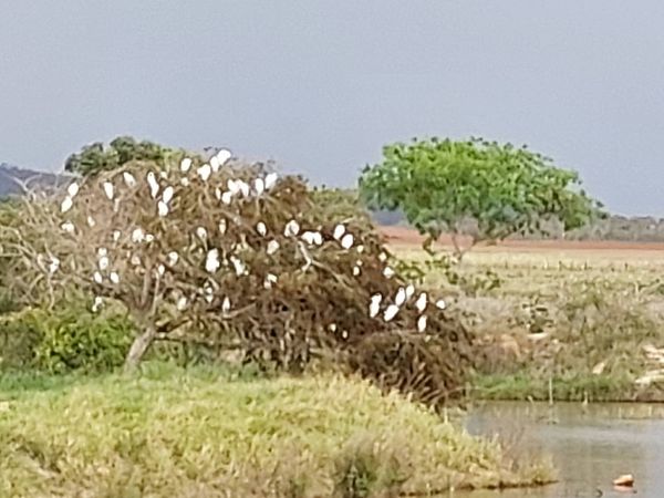Identificação da planta cana-brava por foto
