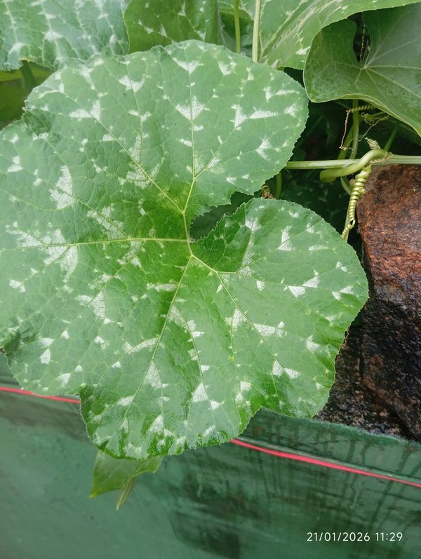 Identificação da planta Abóbora por foto