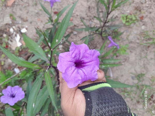 Identificação da planta Ruélia por foto