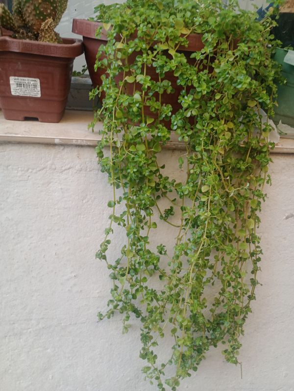 Identificação da planta Dinheiro em penca por foto