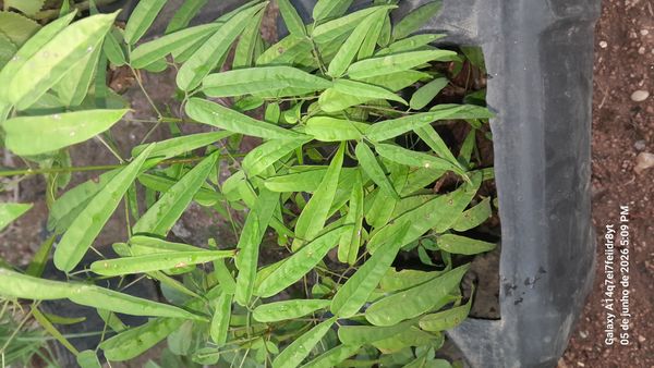 Identificação da planta Crajirú por foto