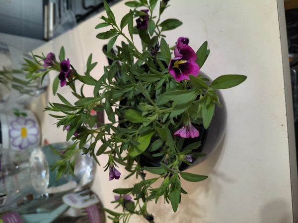 Identificação da planta Petúnia Beira mar por foto