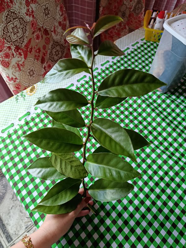 Identificação da planta Ora-pro-nóbis por foto