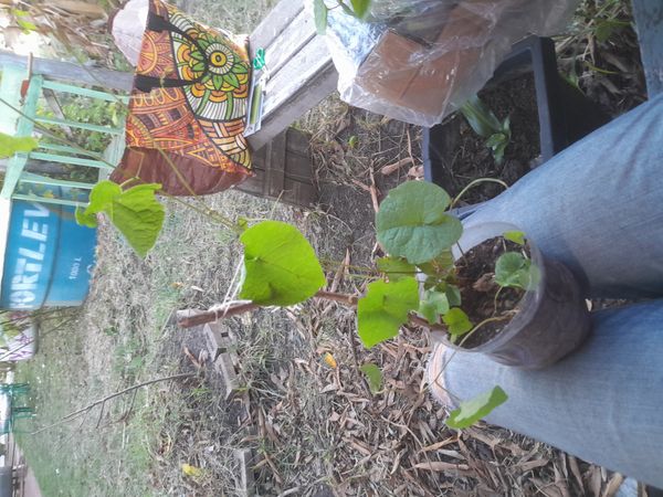 Identificação da planta Amor-agarradinho por foto