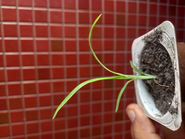 Identificação da planta Alho por foto