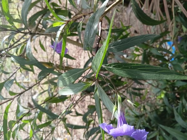 Identificação da planta Ruélia por foto