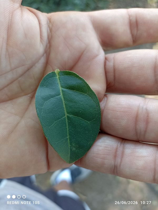 Identificação da planta Flor-de-são-joão por foto