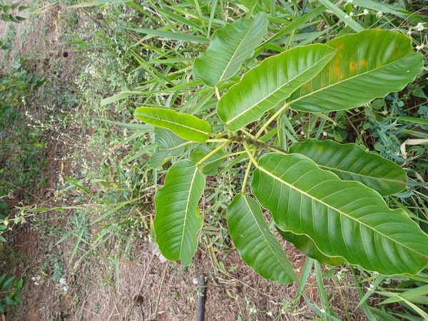 Identificação da planta Figueira por foto