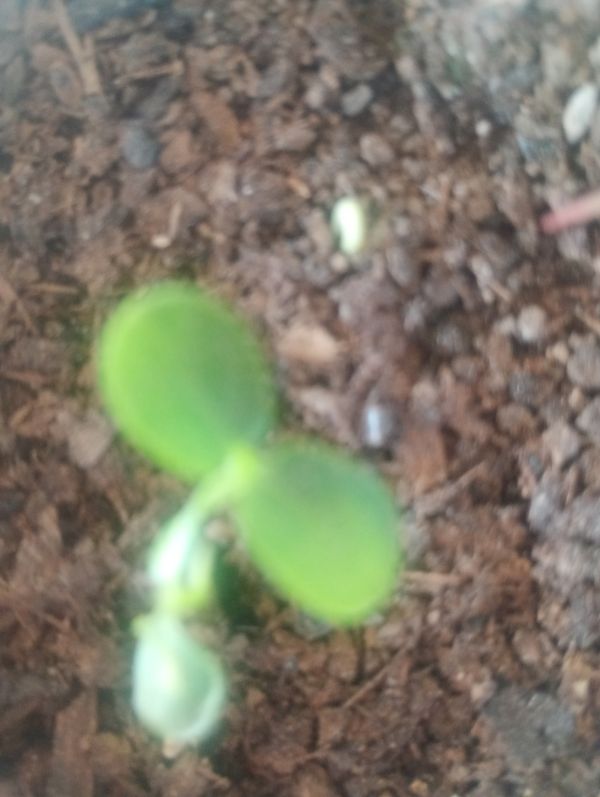 Identificação da planta Pepino por foto