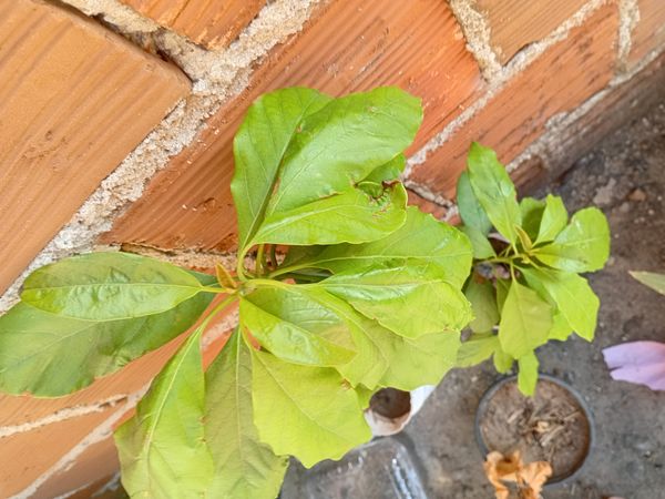 Identificação da planta Abacate por foto