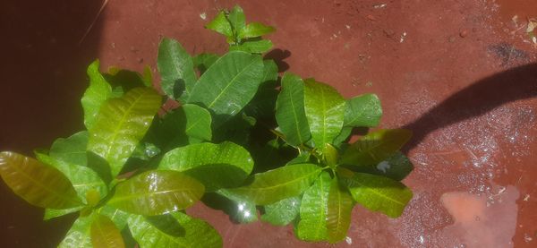 Identificação da planta Caju por foto