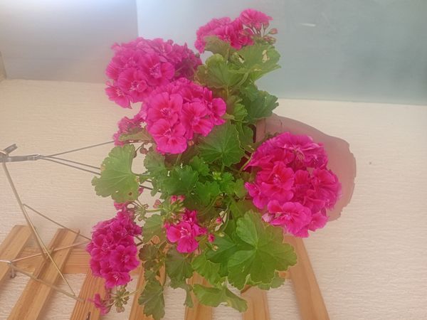 Identificação da planta Gerânio por foto