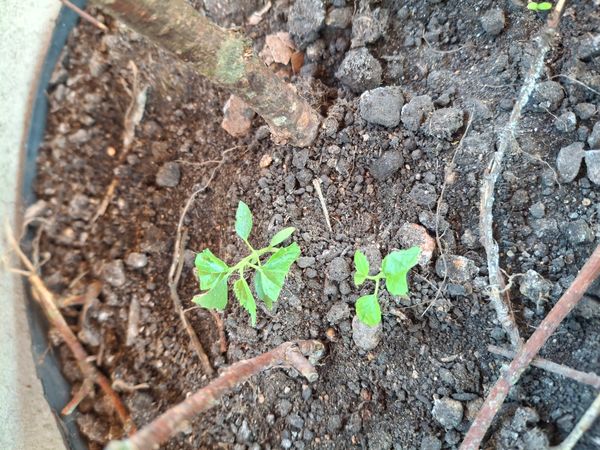 Identificação da planta Sem nome popular conhecido por foto
