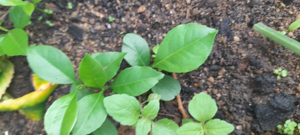 Identificação da planta Cipó-uva por foto