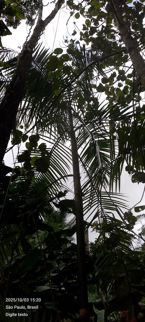 Identificação da planta Palmito-juçara por foto