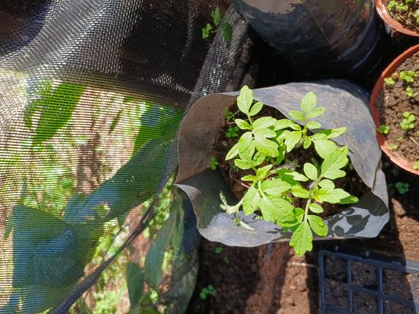 Identificação da planta Tomate por foto