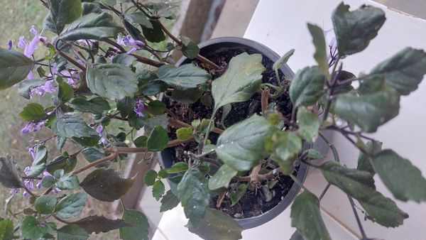 Identificação da planta Lavanda-do-zulu por foto