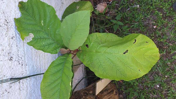 Identificação da planta Panacéia por foto