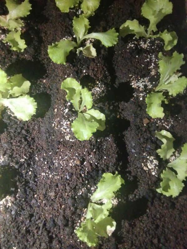 Identificação da planta Alface por foto