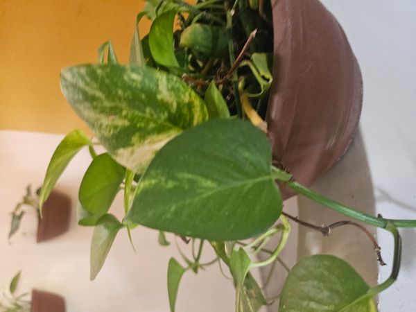 Identificação da planta Jiboia por foto
