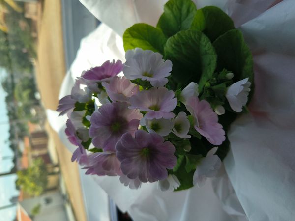 Identificação da planta Primavera por foto