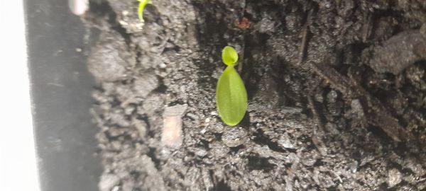 Identificação da planta Agrião por foto