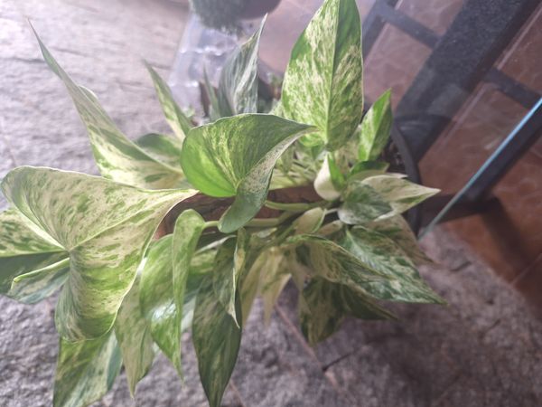 Identificação da planta Jiboia por foto