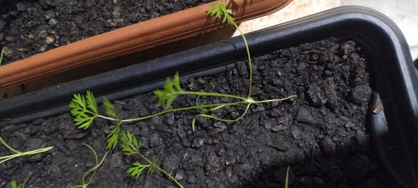 Identificação da planta Endro por foto