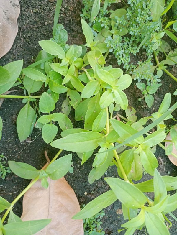 Identificação da planta Cipó-uva por foto