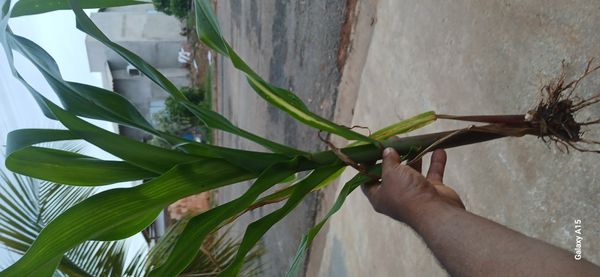 Identificação da planta Milho por foto