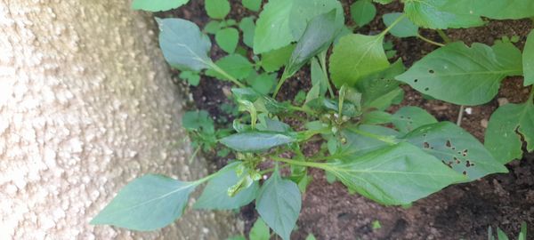 Identificação da planta Malagueta por foto