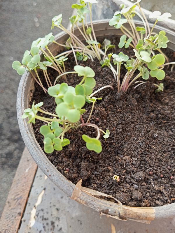 Identificação da planta azedinha por foto