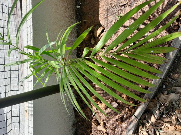 Identificação da planta Açaí por foto