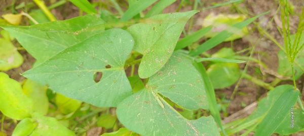 Identificação da planta Salsa-brava por foto