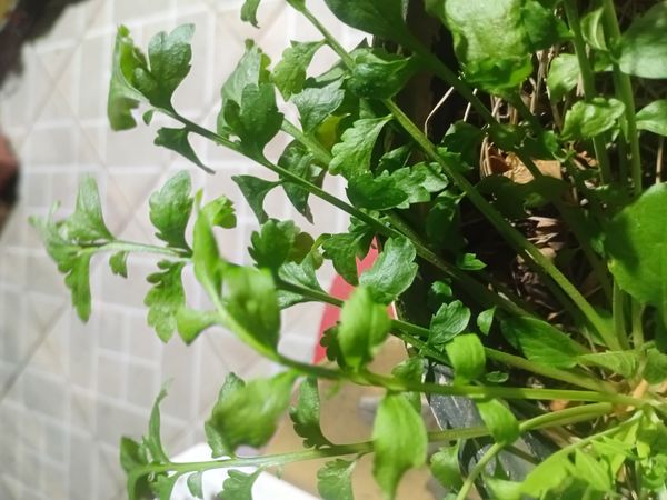 Identificação da planta Agrião por foto