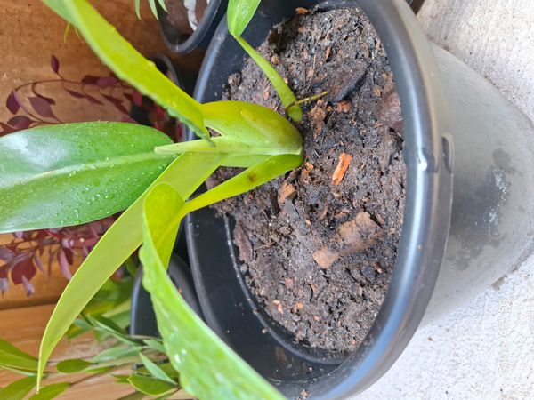 Identificação da planta Pacová por foto