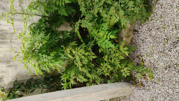 Identificação da planta Framboesa-brasileira por foto