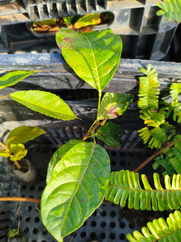 Identificação da planta Ipê Rosa por foto