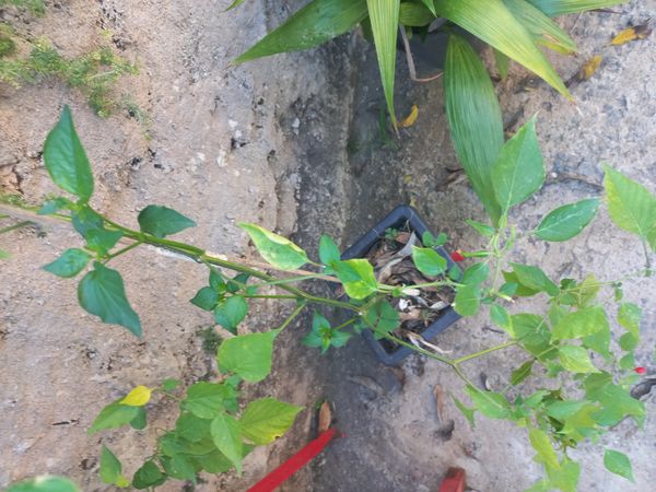 Identificação da planta Malagueta por foto