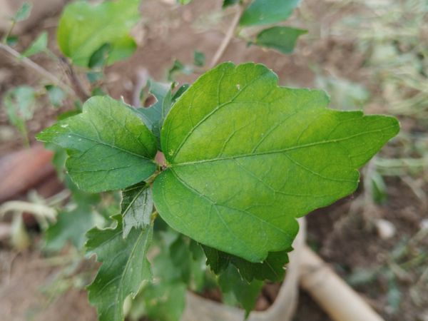 Identificação da planta Hibisco por foto