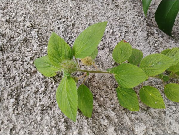 Identificação da planta Paritária branca por foto