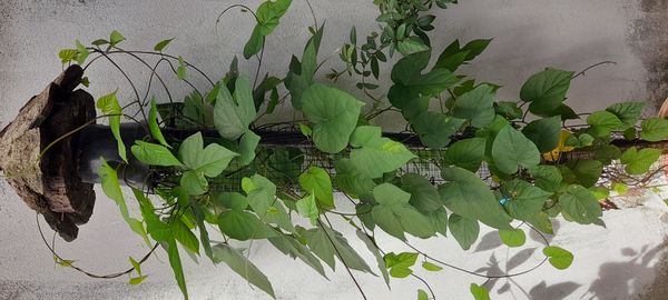 Identificação da planta Flor de janeiro por foto