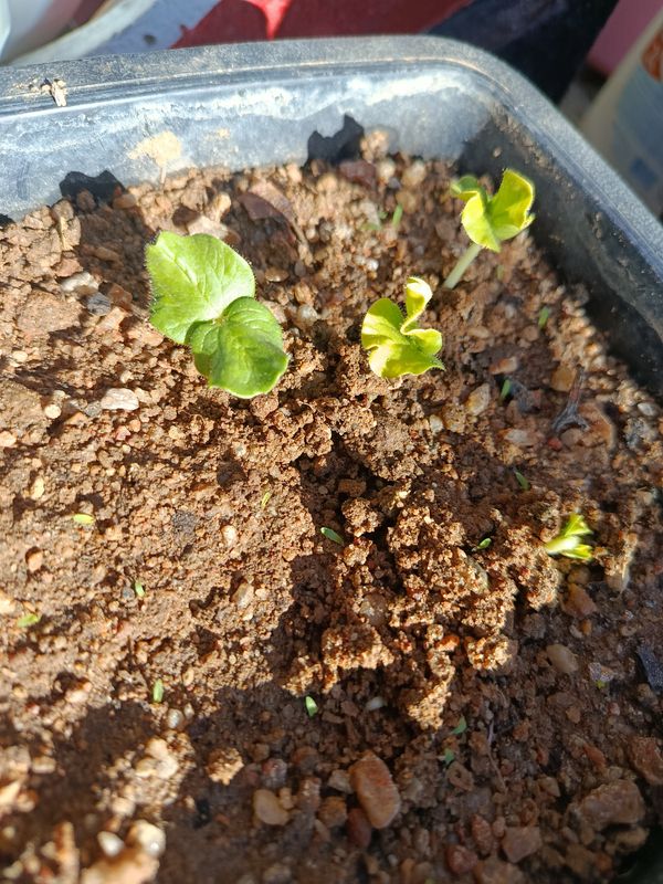 Identificação da planta Ervilhaca por foto