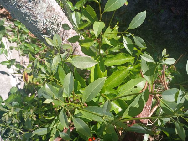 Identificação da planta Canela-sassafrás por foto