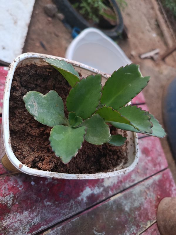 Identificação da planta Mãe de mil por foto