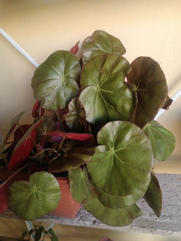 Identificação da planta Begonia por foto