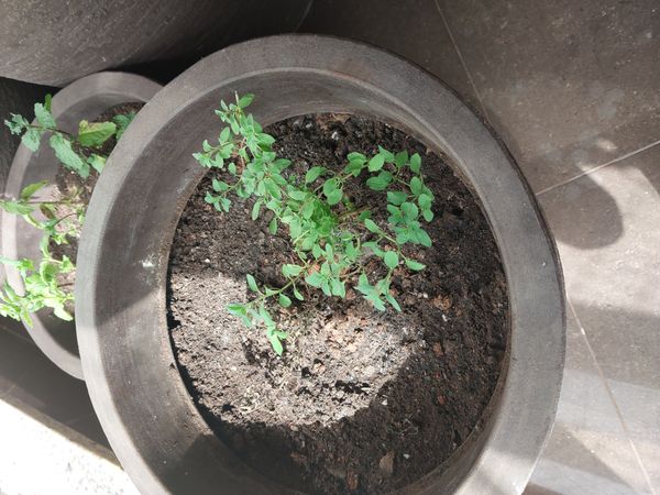 Identificação da planta Manjericão por foto