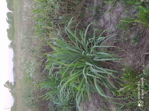 Identificação da planta Capim-colonião por foto